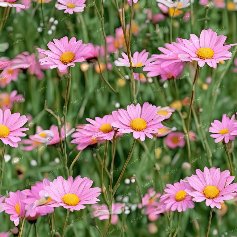 Pink Daisies