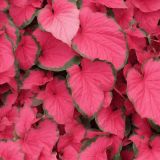Pink-Lance-Leaf-Caladium