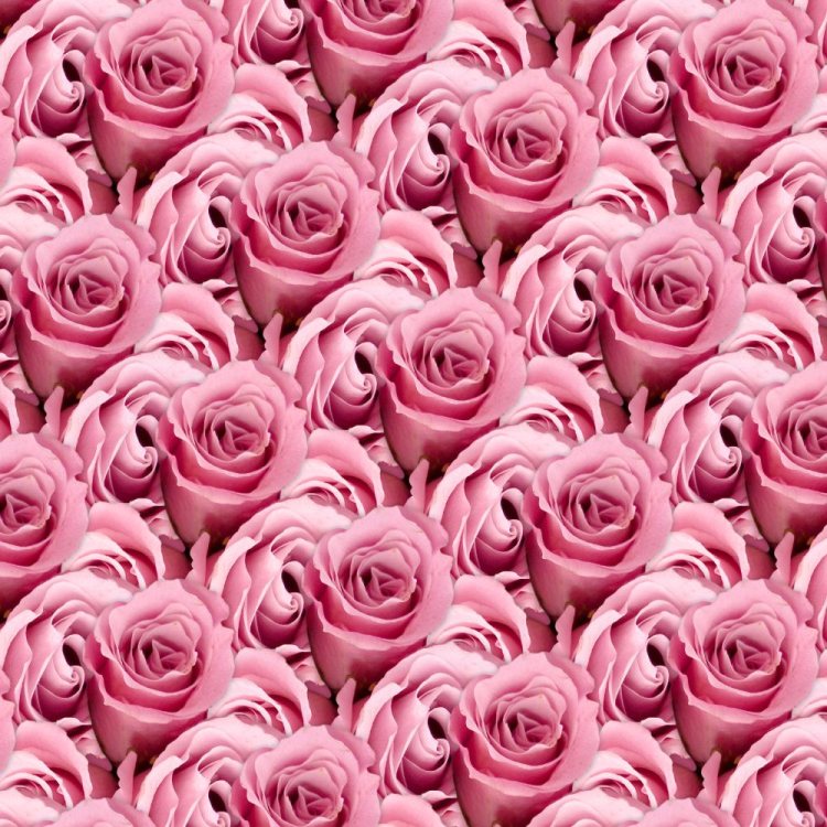 Pink Roses 22
