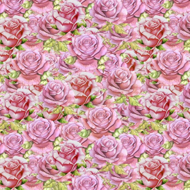 Pink Roses 23