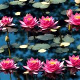 Pink-Water-Lillies