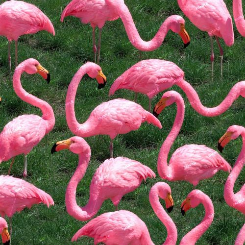 Plastic Yard Flamingos 44