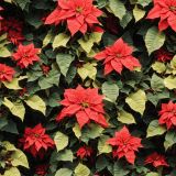 Poinsettias-42