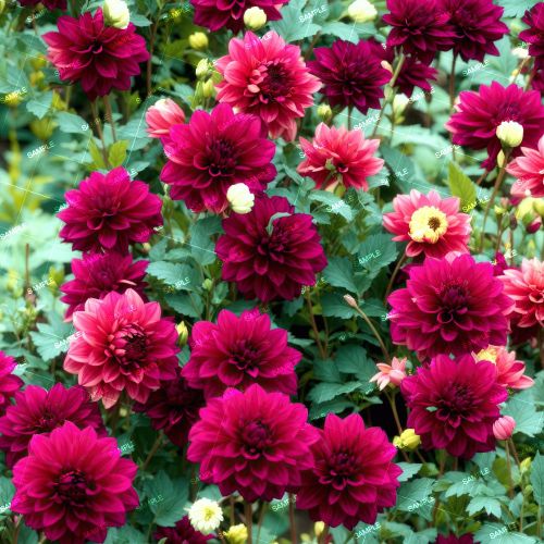 Pompon Dahlias Flowers