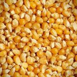 Popcorn-24