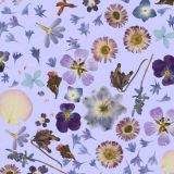 Pressed-Flowers-23