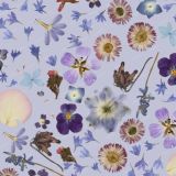 Pressed-Flowers-24