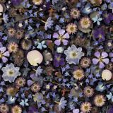 Pressed-Flowers-26