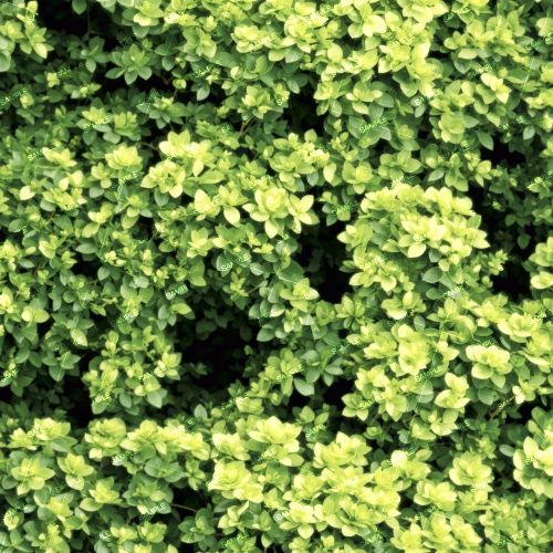Privy Hedge 44