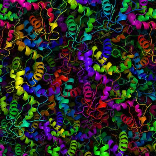 Protein Structure