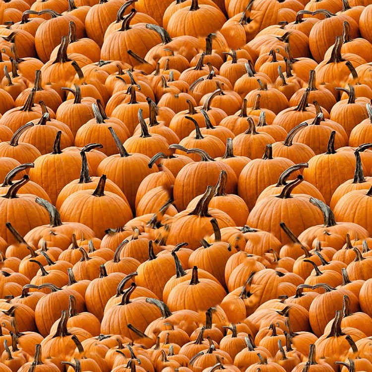 Pumpkins 22