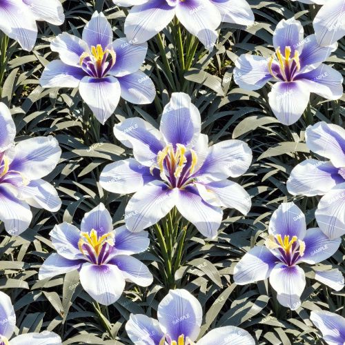 Purple Iris