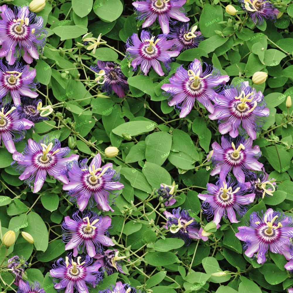Purple Passion Flower