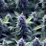 Purple-Sativa-Kush-Weed-42