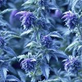 Purple-Sativa-Kush-Weed-43
