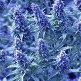 Purple-Sativa-Kush-Weed-44