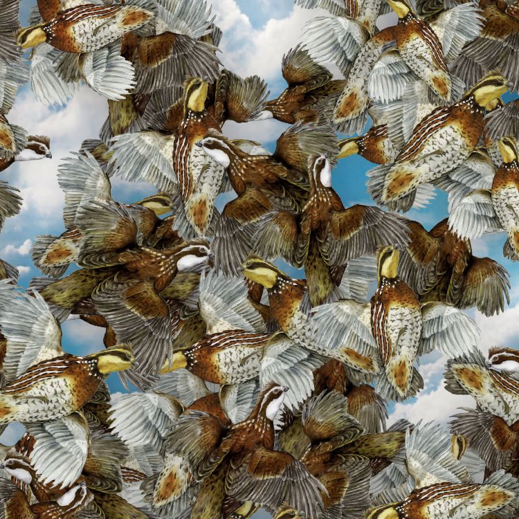 Quail Covey 22
