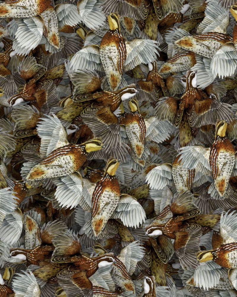 Quail Covey 23
