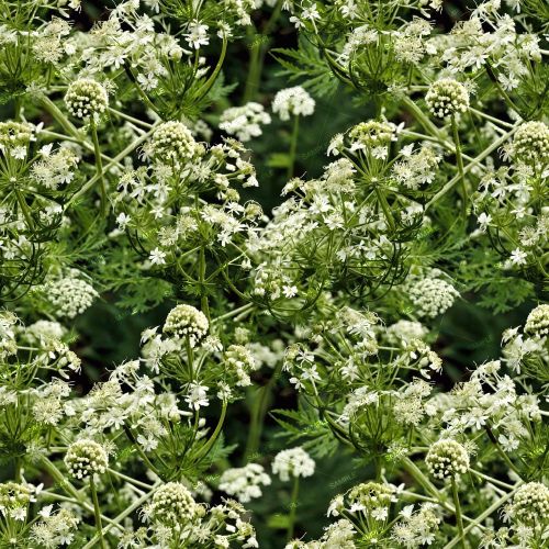 Queen Annes Lace