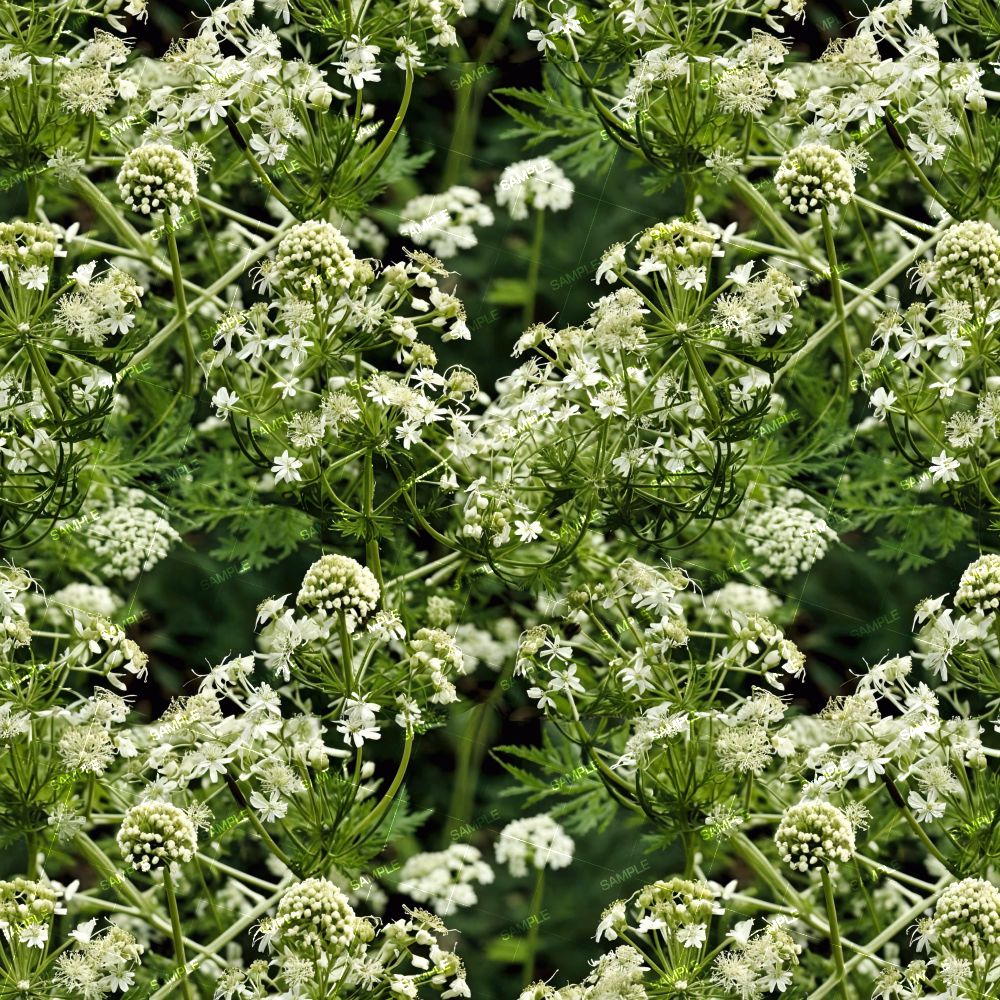 Queen Annes Lace