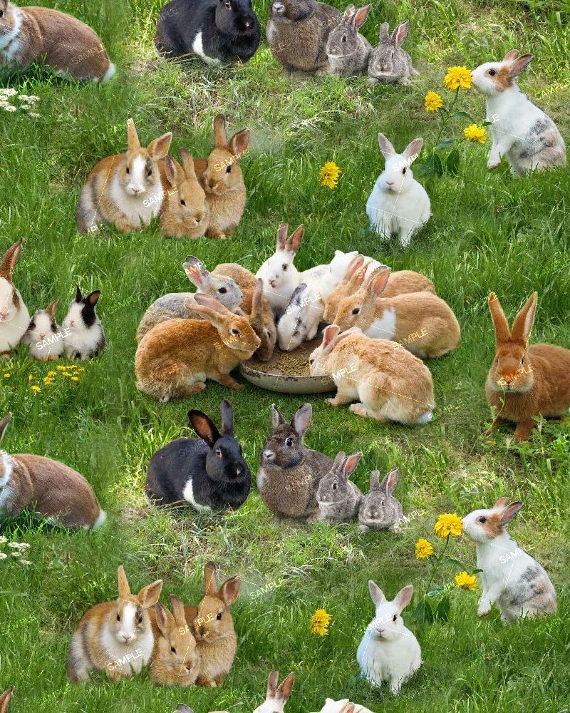Rabbits