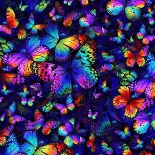 Rainbow Butterflies 23