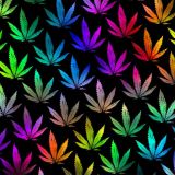 Rainbow-Ganja-23