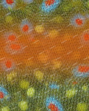 Rainbow Trout Scales 24