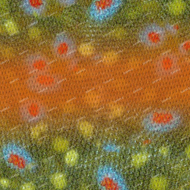 Rainbow Trout Scales 24