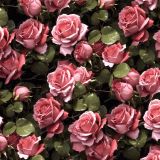 Rainy-Day-Roses-44