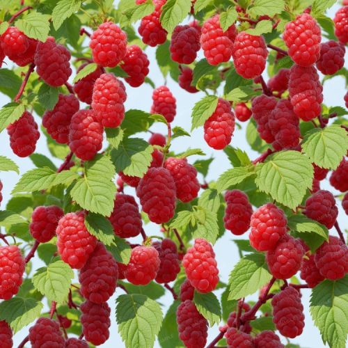 Raspberries 42