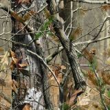 Real-Tree-AP-Fall-Camo.jpg