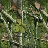 Reality-Green-Camo
