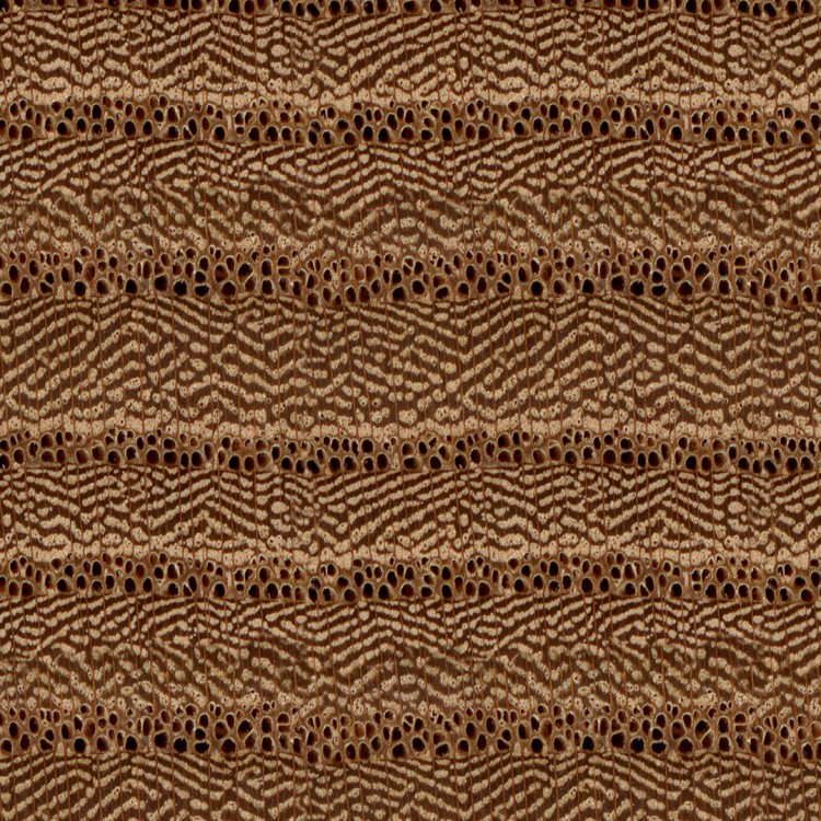 Red Elm Wood Endgrain