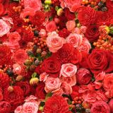 Red-Flowers-Background-thumb