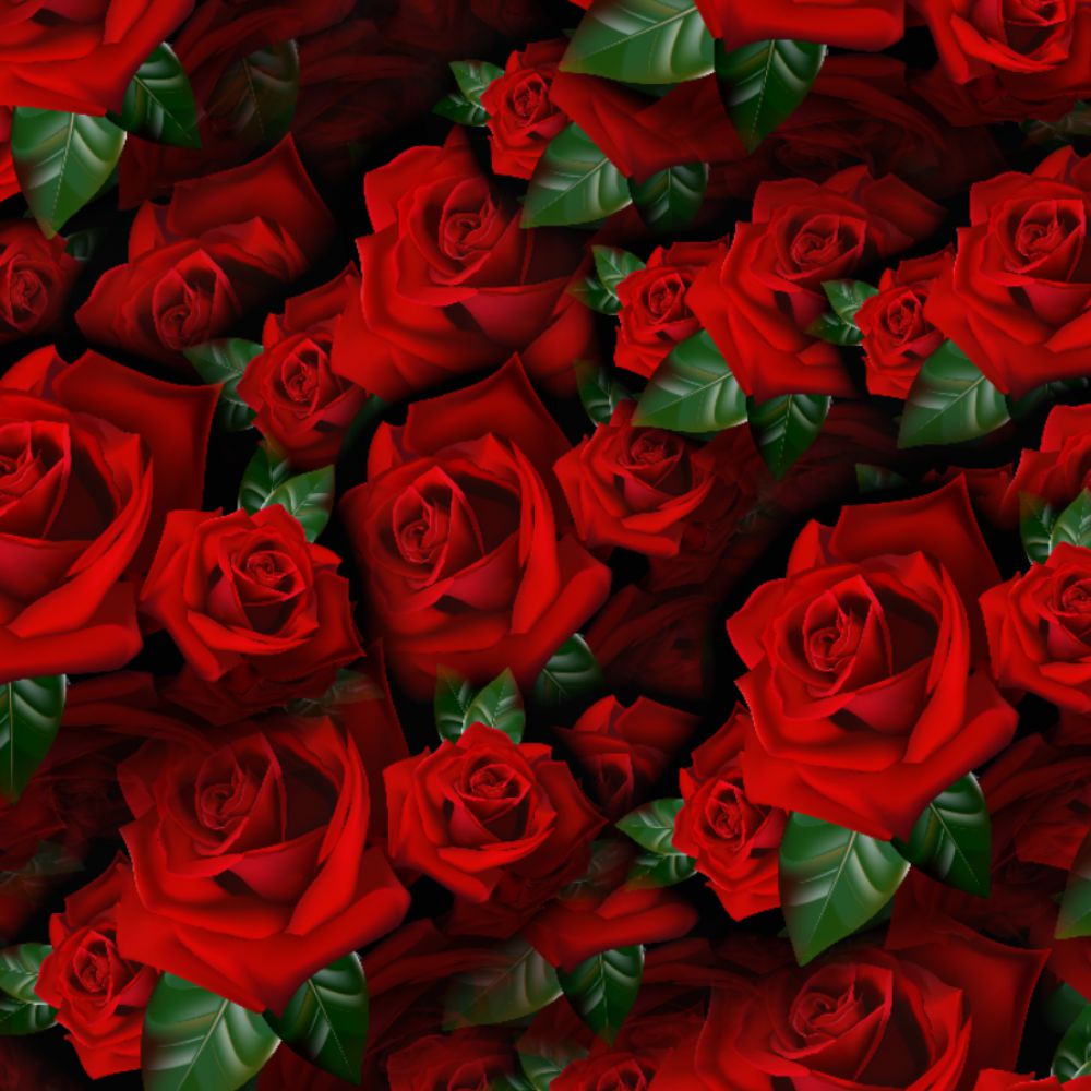 Red Roses 23