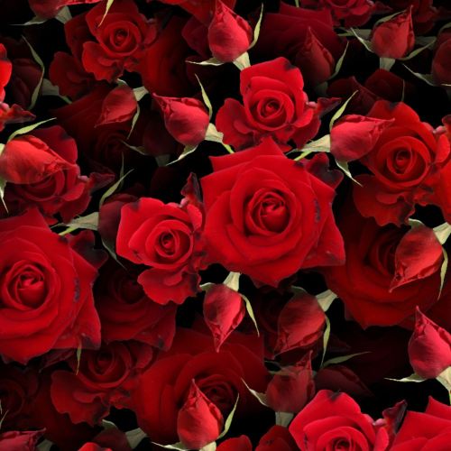 Red Roses 24