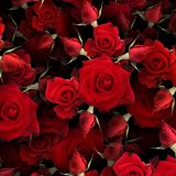 Red-Roses-24