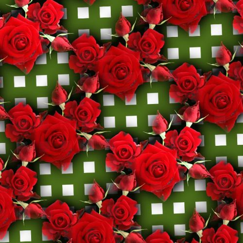 Red Roses 25