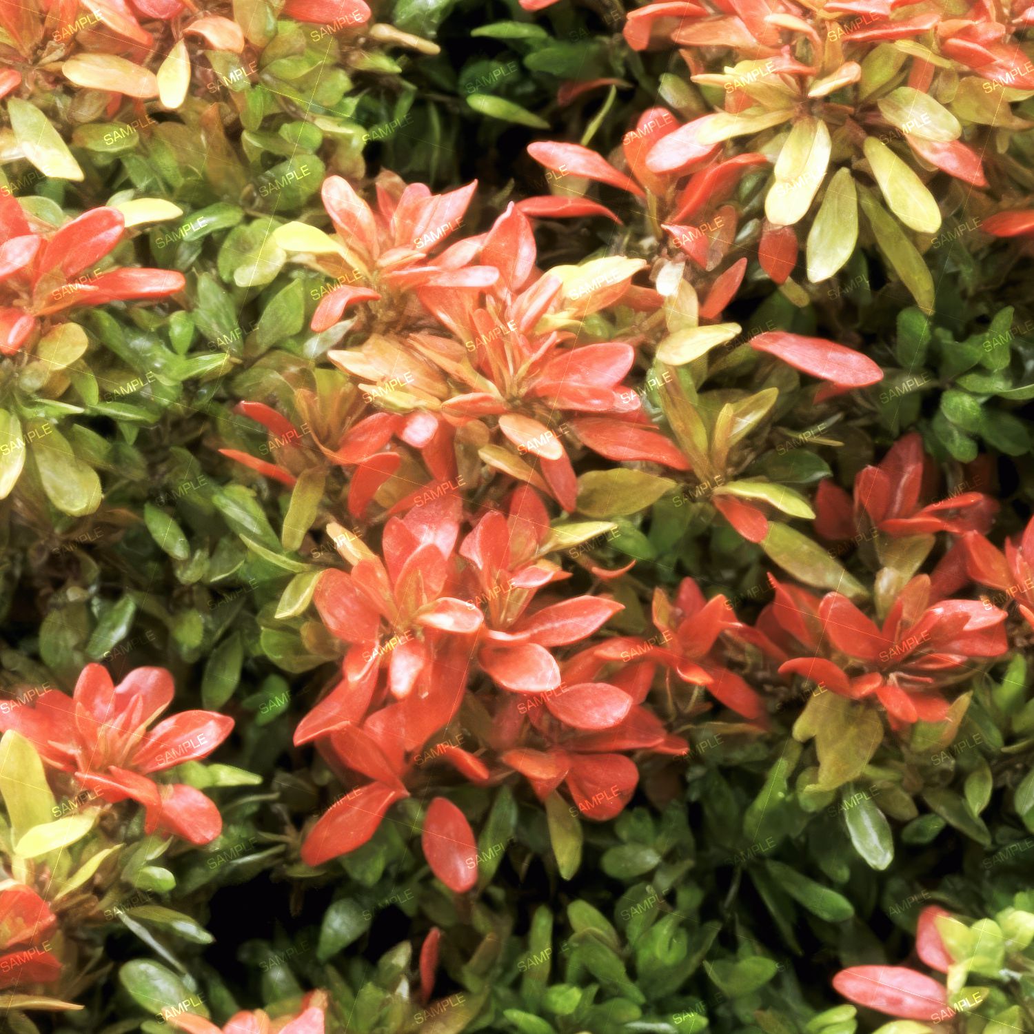 Red Tip Bushes