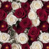 Red-and-White-Roses