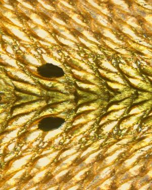 RedFish Scales 22