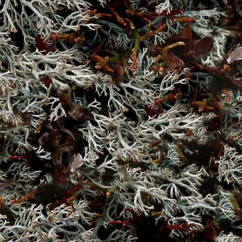 Reindeer Lichen Camouflage