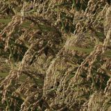 Rice-Field-Blind-thumb