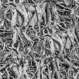 Root-Wall-thumb
