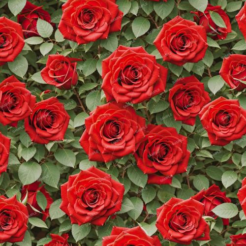 Rose Bush 45