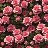 Rose-Bushes-44