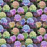 Rose-Crazy-23.jpg