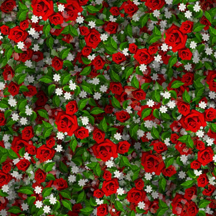 Roses 20