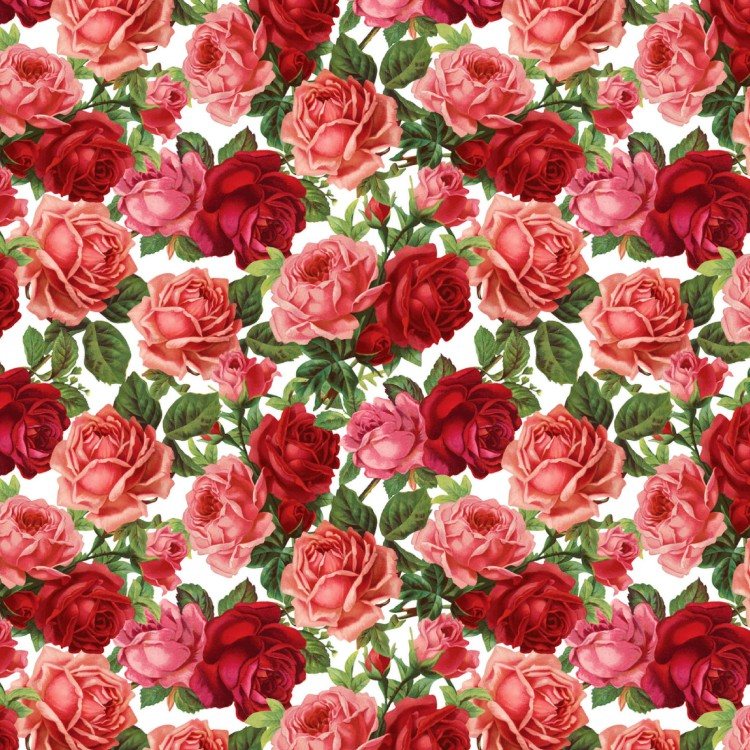 Roses 23